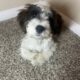 🐾 Meet Charlie – Your New Best Friend! 🐾