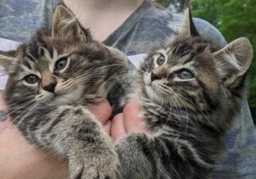 Xenon – American bobtail kitten for sale