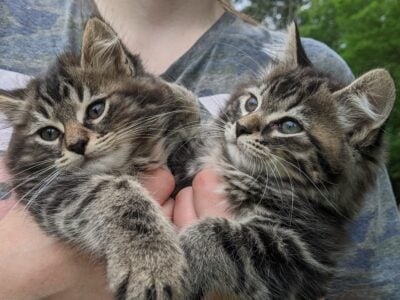 Xenon – American bobtail kitten for sale
