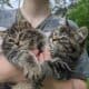 Xenon – American bobtail kitten for sale