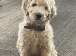 Irish Doodle