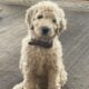 Irish Doodle