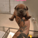 American (micro) bullies