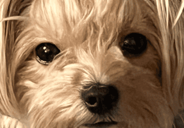 Female yorkie
