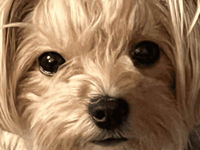 Female yorkie