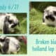 Holland Lop Rabbits