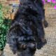 Copper – Male – Tri-Color Phantom Aussiedoodle