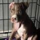XL American Bully x APBT puppies!