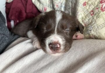 Border Collie puppies looking for their home
