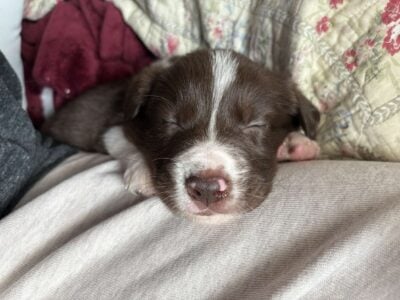 Border Collie puppies looking for their home