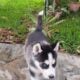 Husky with different colored eyes
