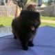 Akc Show Quality Boy Pomeranian