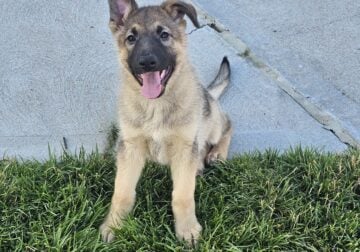 German Shepherd Pups Ready Now