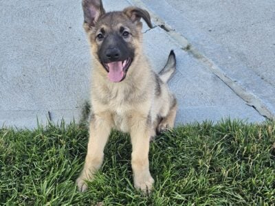 German Shepherd Pups Ready Now