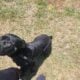 AKC Cane Corso Gentle Giant