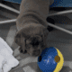 AKC Labrador Retrievers Charcoal & Silver