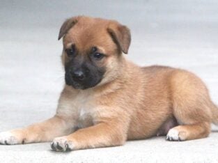 German Shepherd/Lab Pups