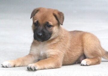 German Shepherd/Lab Pups
