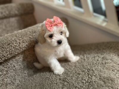 Beautiful Dottie