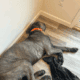 Cane Corso 6 months old