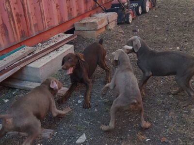 Doberman/ Lab puppies