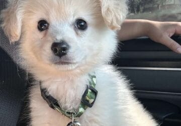 Pomapoo 12 weeks