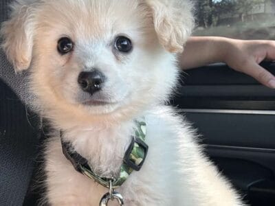 Pomapoo 12 weeks