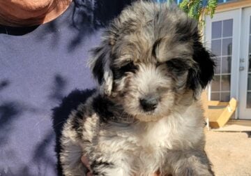 Mini aussiedoodle