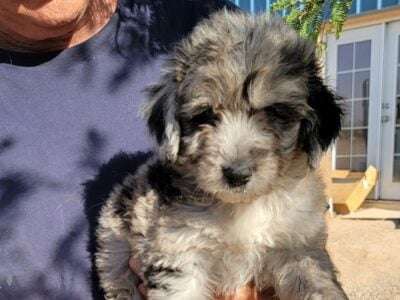 Mini aussiedoodle