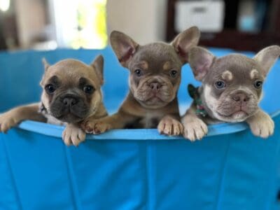 Beautiful Exotic French Bulldogs