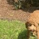 Mini GoldenDoodles