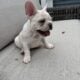 AKC Frenchie Male – Columbus, OH