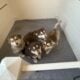 Female Alaskan Malamutes (8 weeks old)