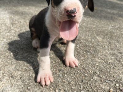 Pit bull Puppys