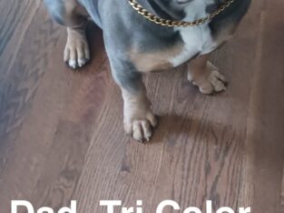 Pitbull