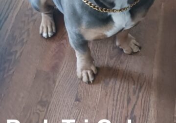 Pitbull