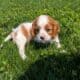 AKC CAVALIER PUPS