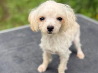 Female YorkiePoo color apricot