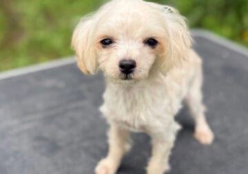 Female YorkiePoo color apricot