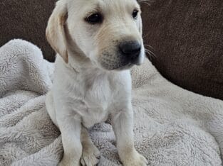 Purebred Female Lab puppy 8 Weeks