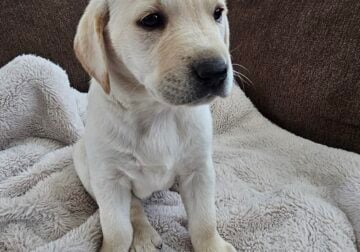 Purebred Female Lab puppy 8 Weeks