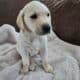 Purebred Female Lab puppy 8 Weeks