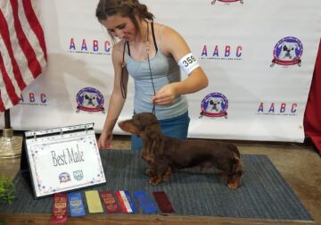 AKC/UKC Chocolate & Tan LH Dachshund male