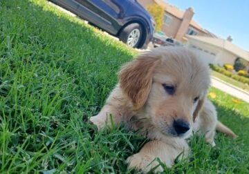 Golden retriever puppy’s