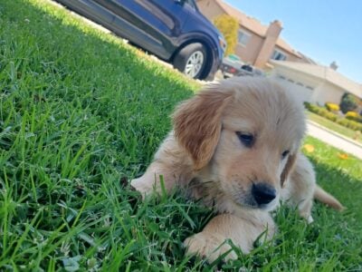 Golden retriever puppy’s