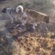 Rehoming Pregnant American Akita Female