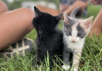 Free kittens! Vaccinated and house trained