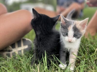 Free kittens! Vaccinated and house trained