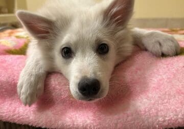 American Eskimo Puppy