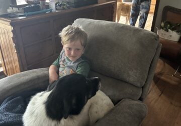 2 year old Border Collie German Shepard mix